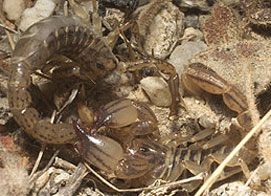 Scorpion predating on another scorpion species