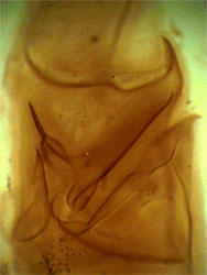 Scorpion capsule