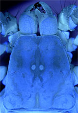 Scorpion carapace