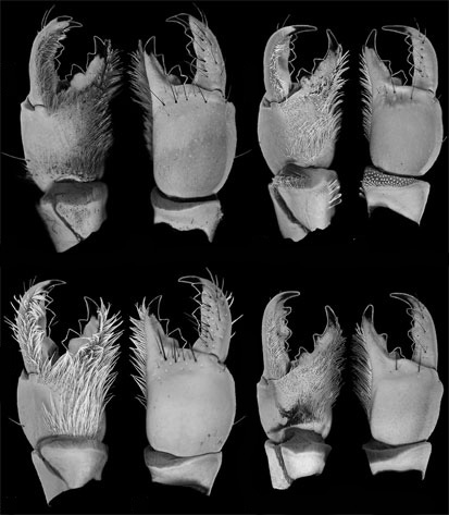 Scorpion chelicerae