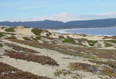 Coastal habitat, CA, USA
