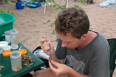 Lorenzo Prendini in the field, fixing scorpions via injection