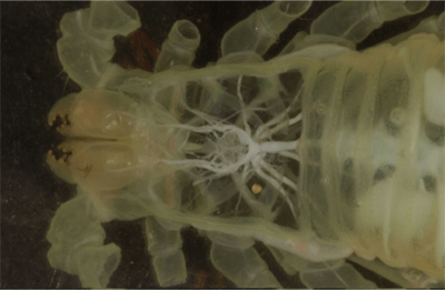 Scorpion circulatory system