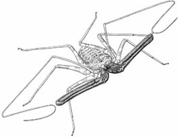 Illustration of Amblypygi by Steve Thurston