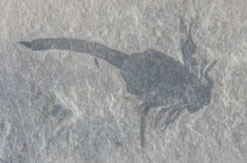 Fossil scorpion