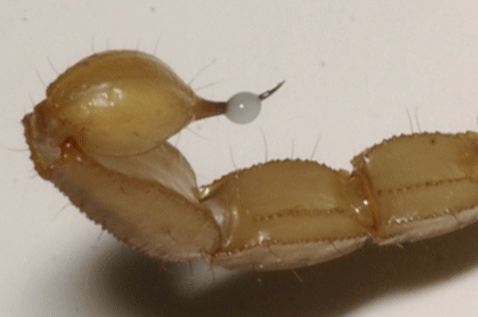 Venom drop coming out of the aculeus