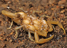 Scorpion with offspring