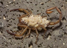 Scorpion with offspring