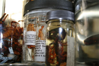 Collection storage bottles containing scorpions and labels