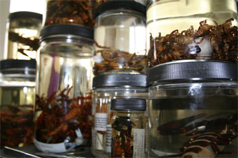 Collection storage bottles containing scorpions