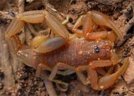 Mites on a scorpion
