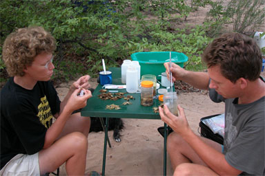 Lorenzo Prendini and a colleague sorting scorpions in the field
